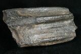 Pleistocene Aged Fossil Horse Tooth - Florida #10290-1